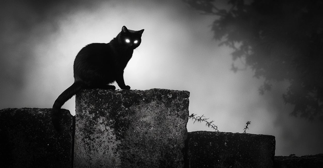 o gato preto